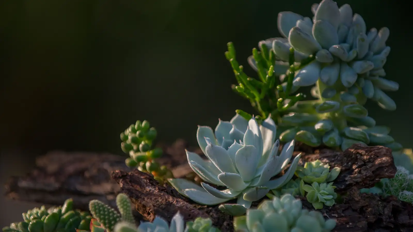Aphids on Your Succulent? The Order That Saves the Plant
