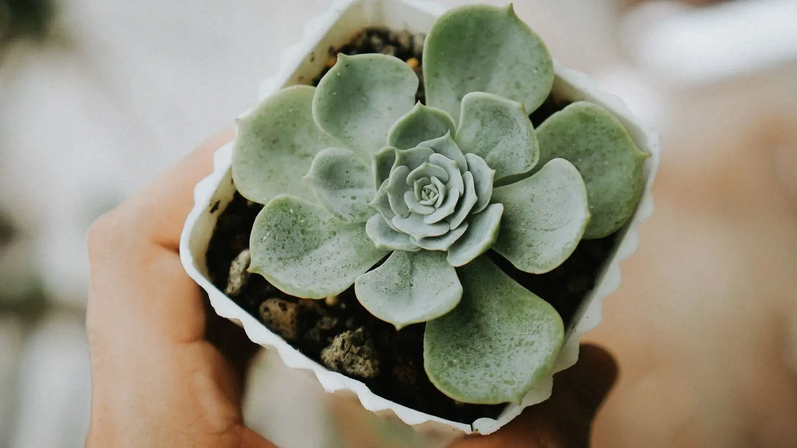 Beat powdery mildew on succulents without harsh chemicals