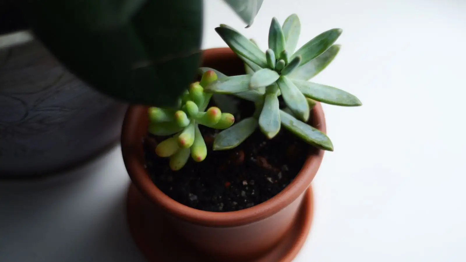 Black Spots on Stems: Cut Rot Before You Lose the Plant