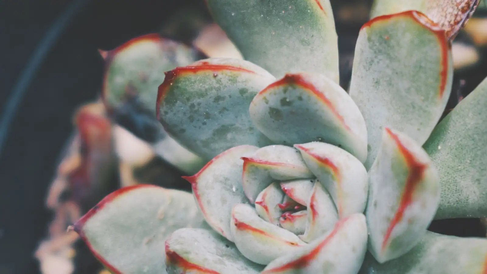 Black Spots on Succulents: Scars or Something Worse?