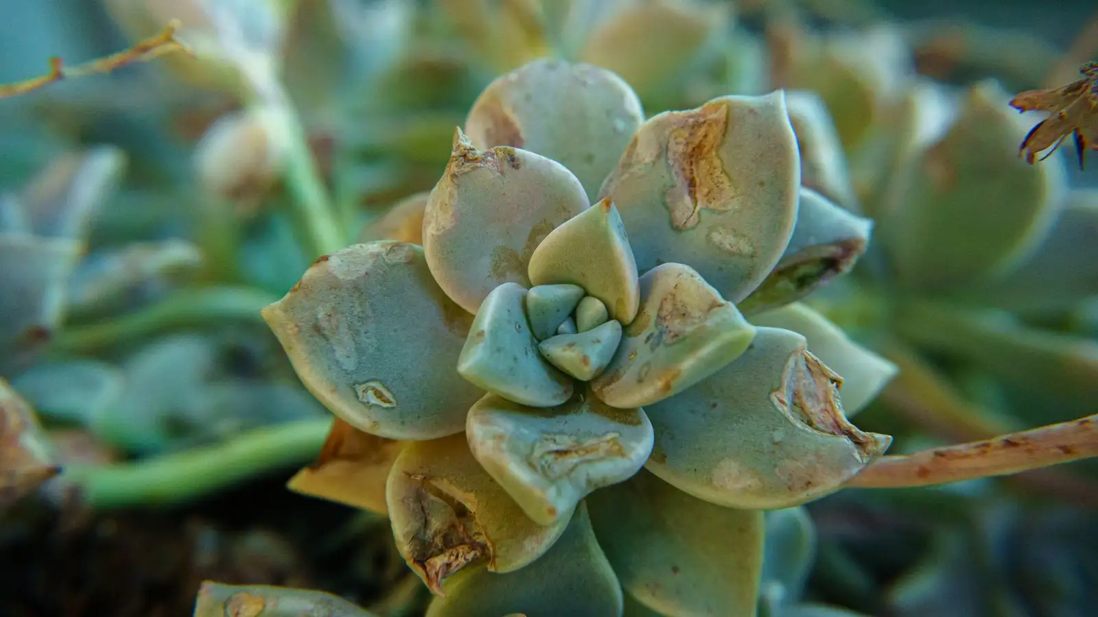 Brown, Mushy Leaves After a Freeze Are Not Always Rot