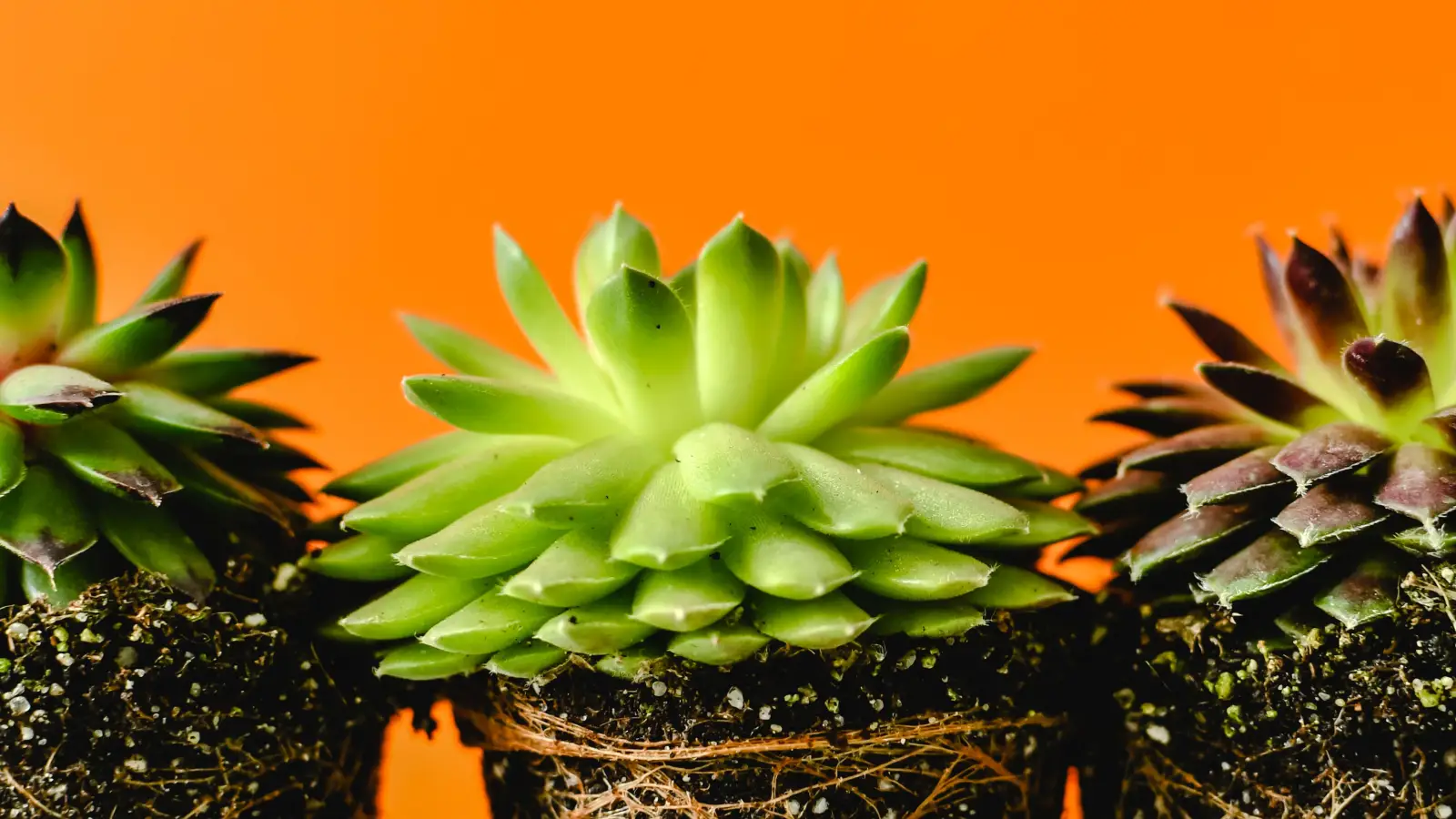 Cut Root Rot Out Like a Specialist, Then Repot Safely