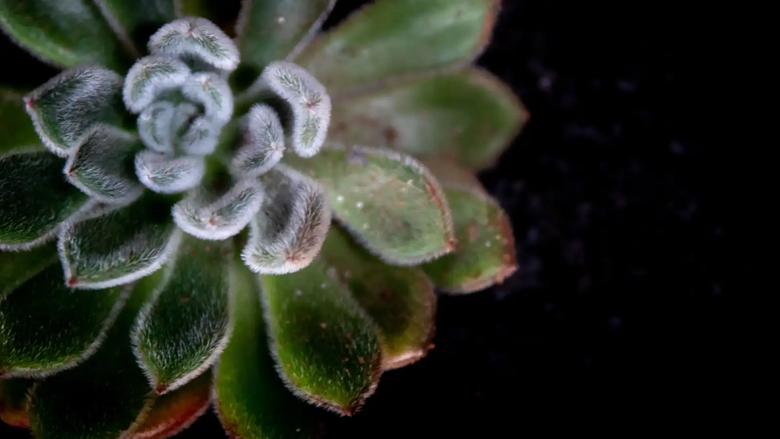 Cutting off powdery mildew leaves can make it worse