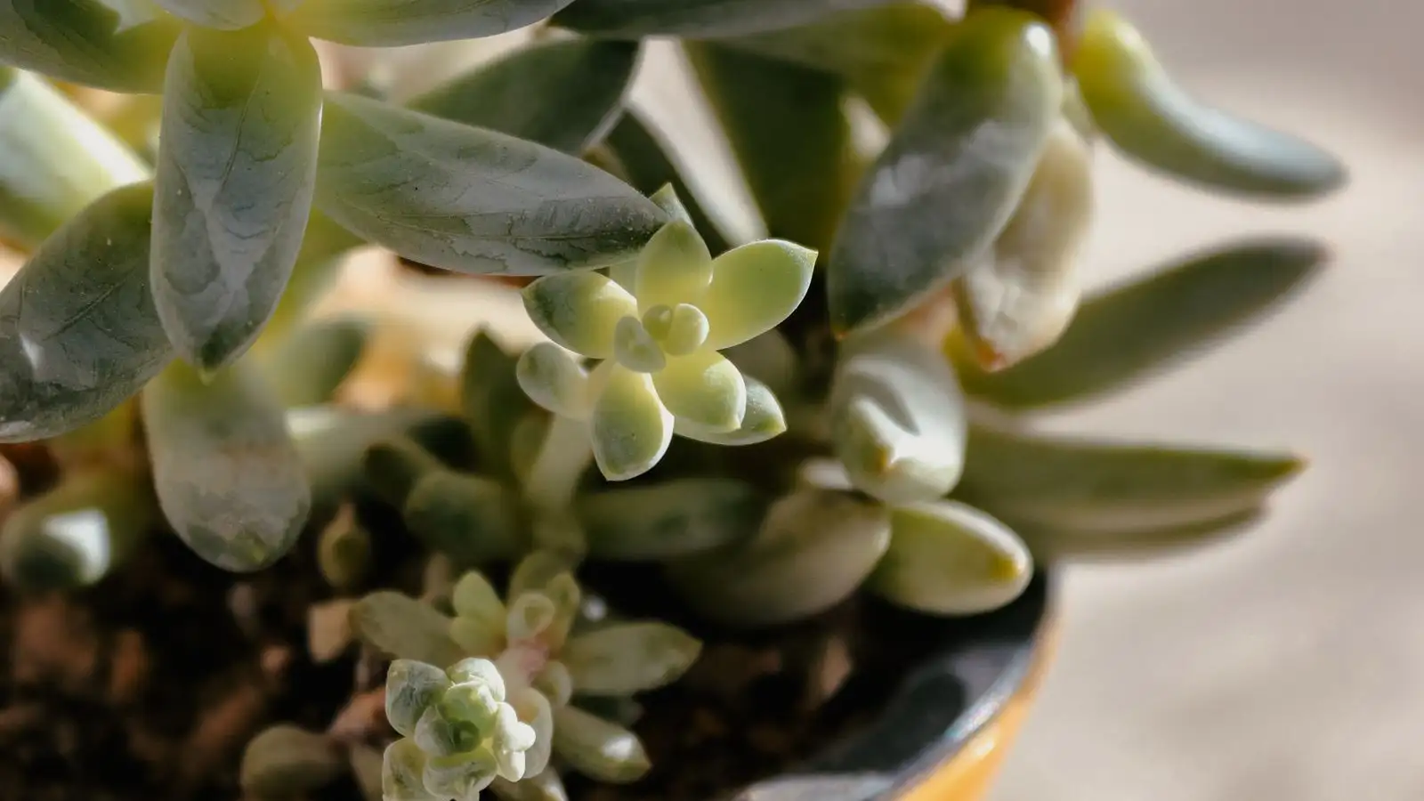 Don't Cut Every Yellow Leaf Off Your Succulent Yet