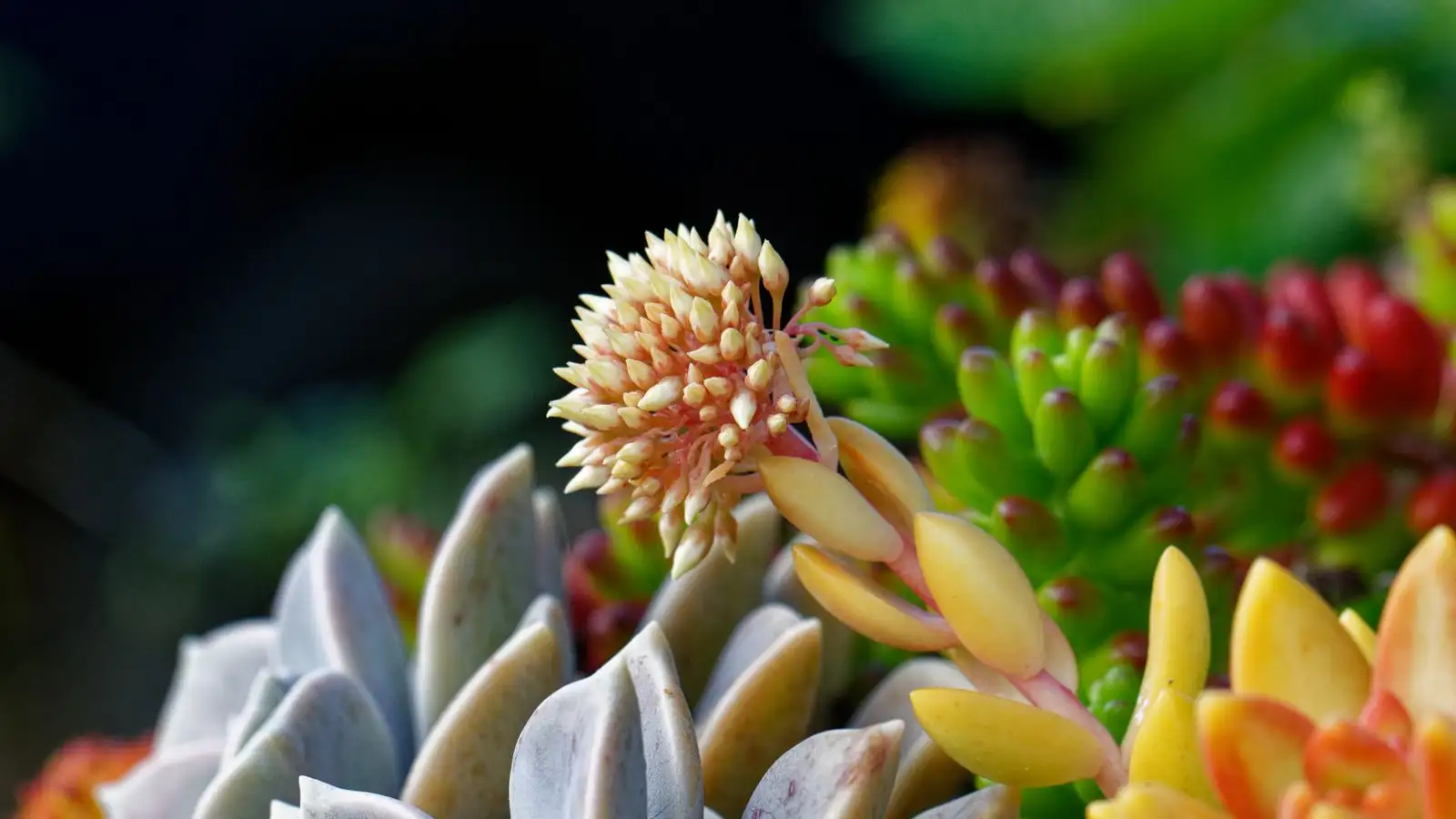 After the First Frost, Why Succulent Leaves Go Yellow