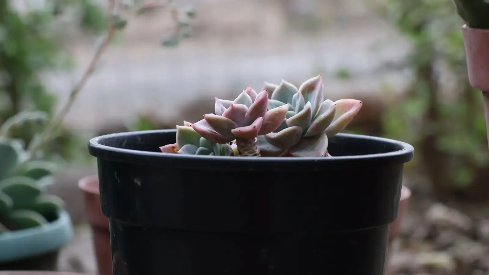 Fungal Black Spots on Succulents: What Waiting Costs You