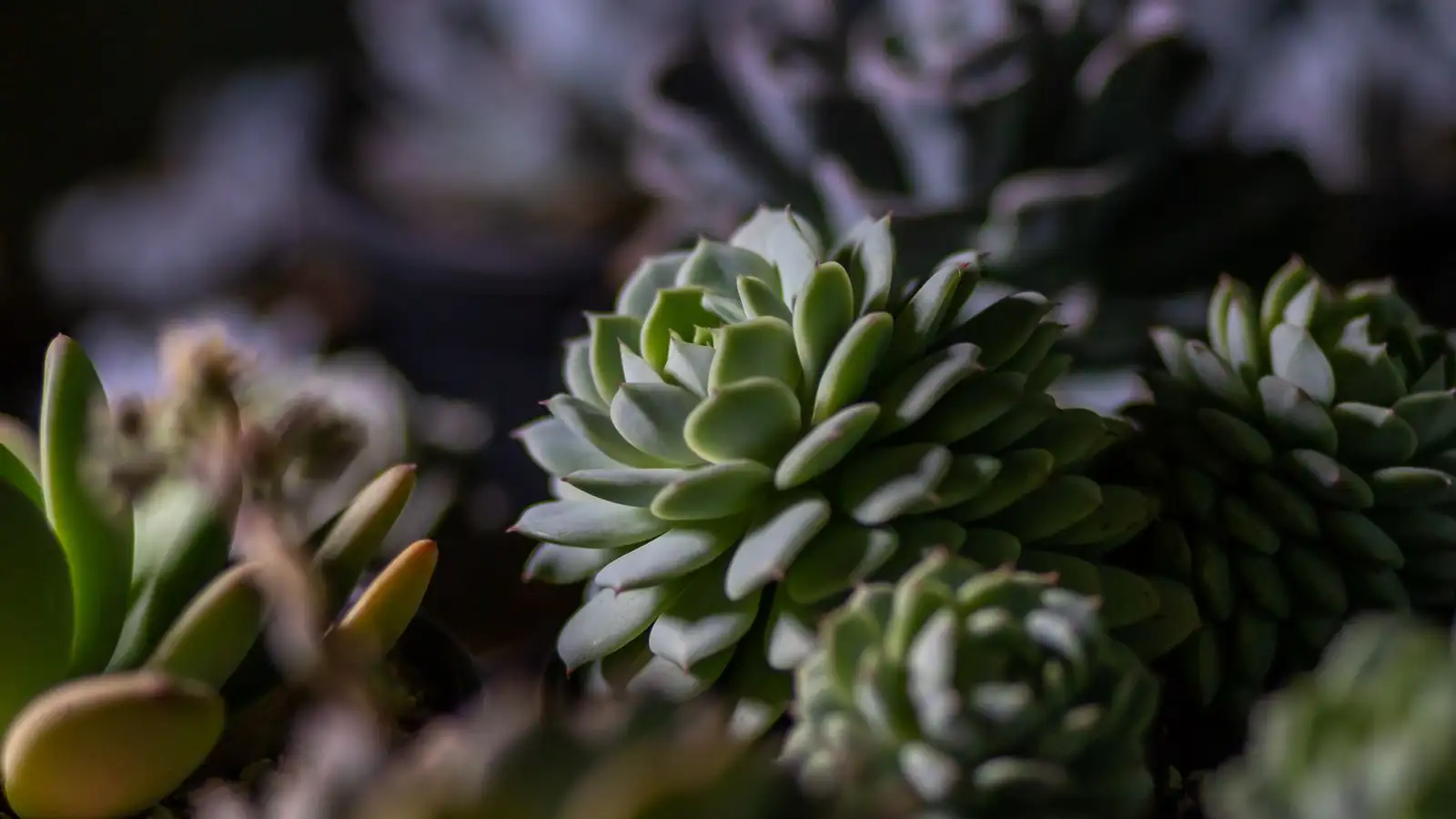What fungicide experts choose for powdery mildew on succulents