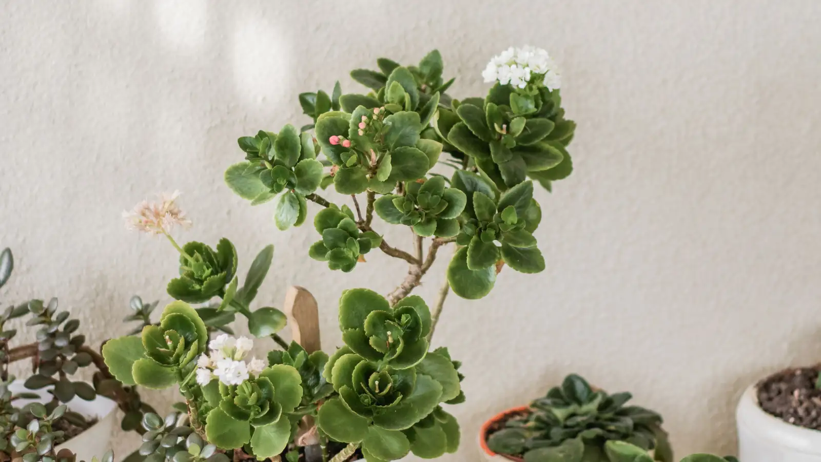 The Fungus Gnat Life Cycle Stage That Keeps Them Coming Back