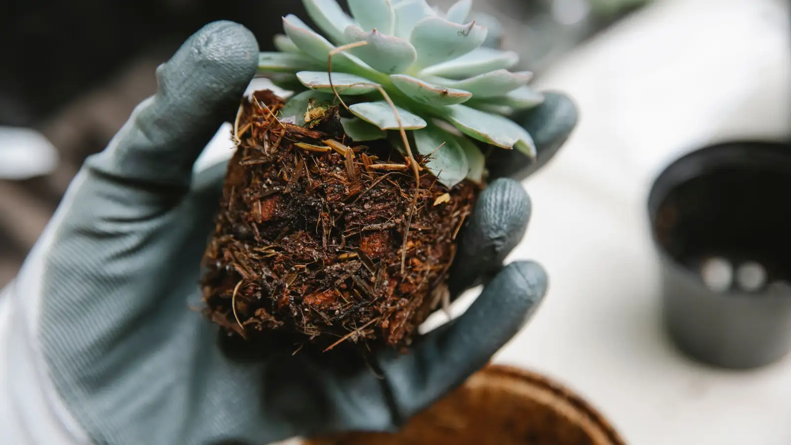 Fungus Gnats Don't Cause Root Rot, But Here's What Does