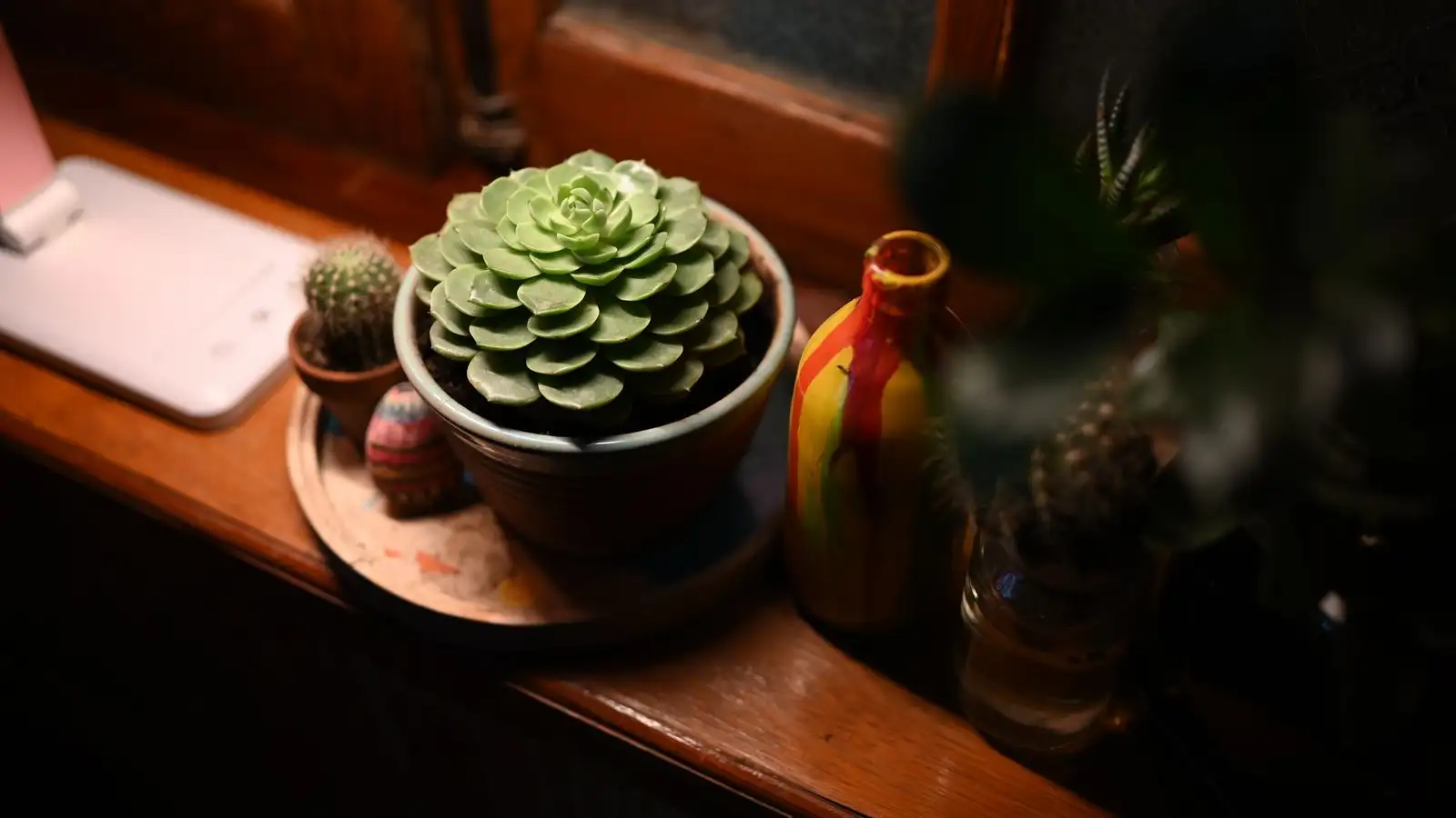 Fungus Gnats or Fruit Flies? Identifying Flies on Succulents