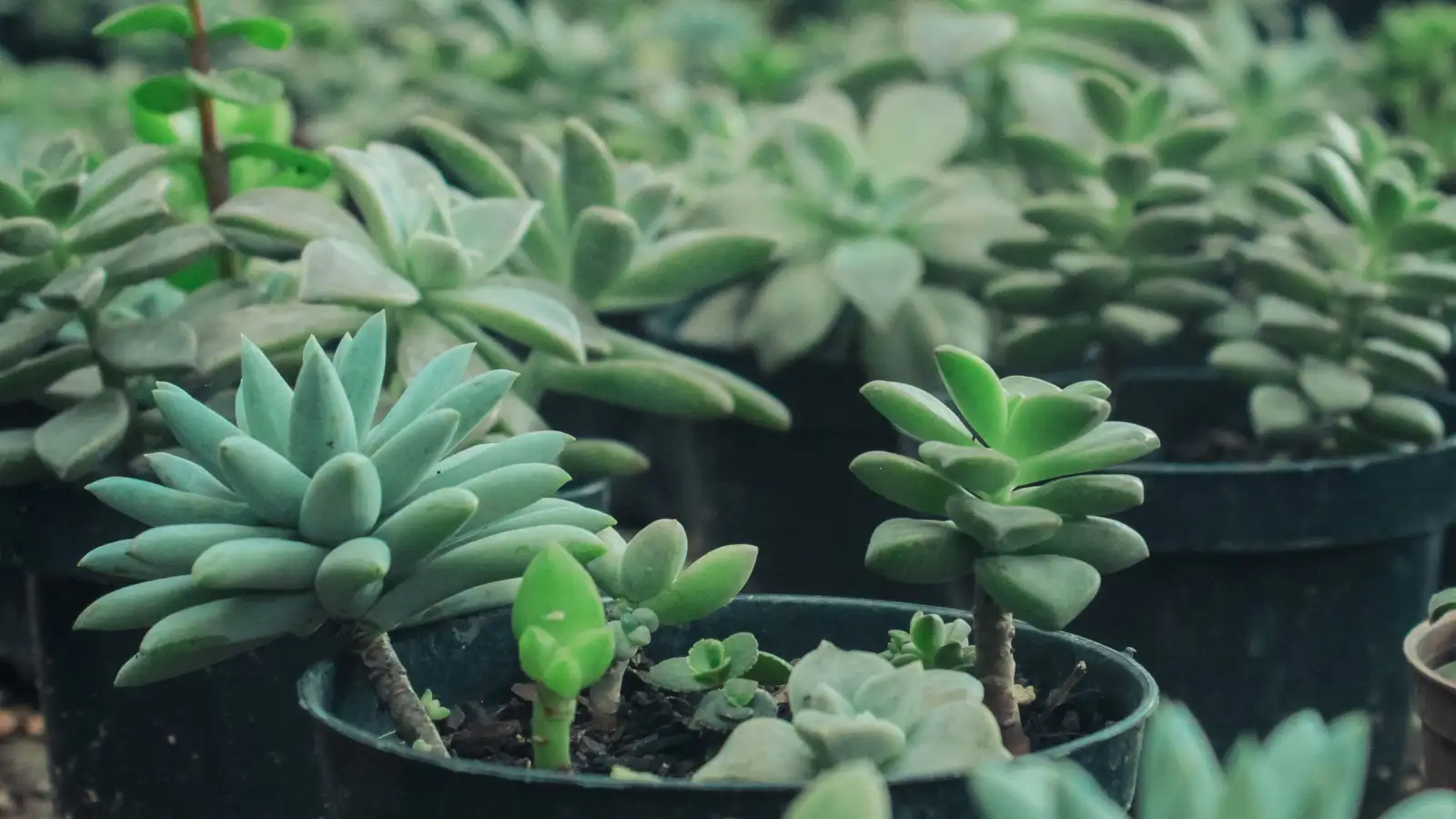 What a Grower Checks Before Spraying Anything on Succulents