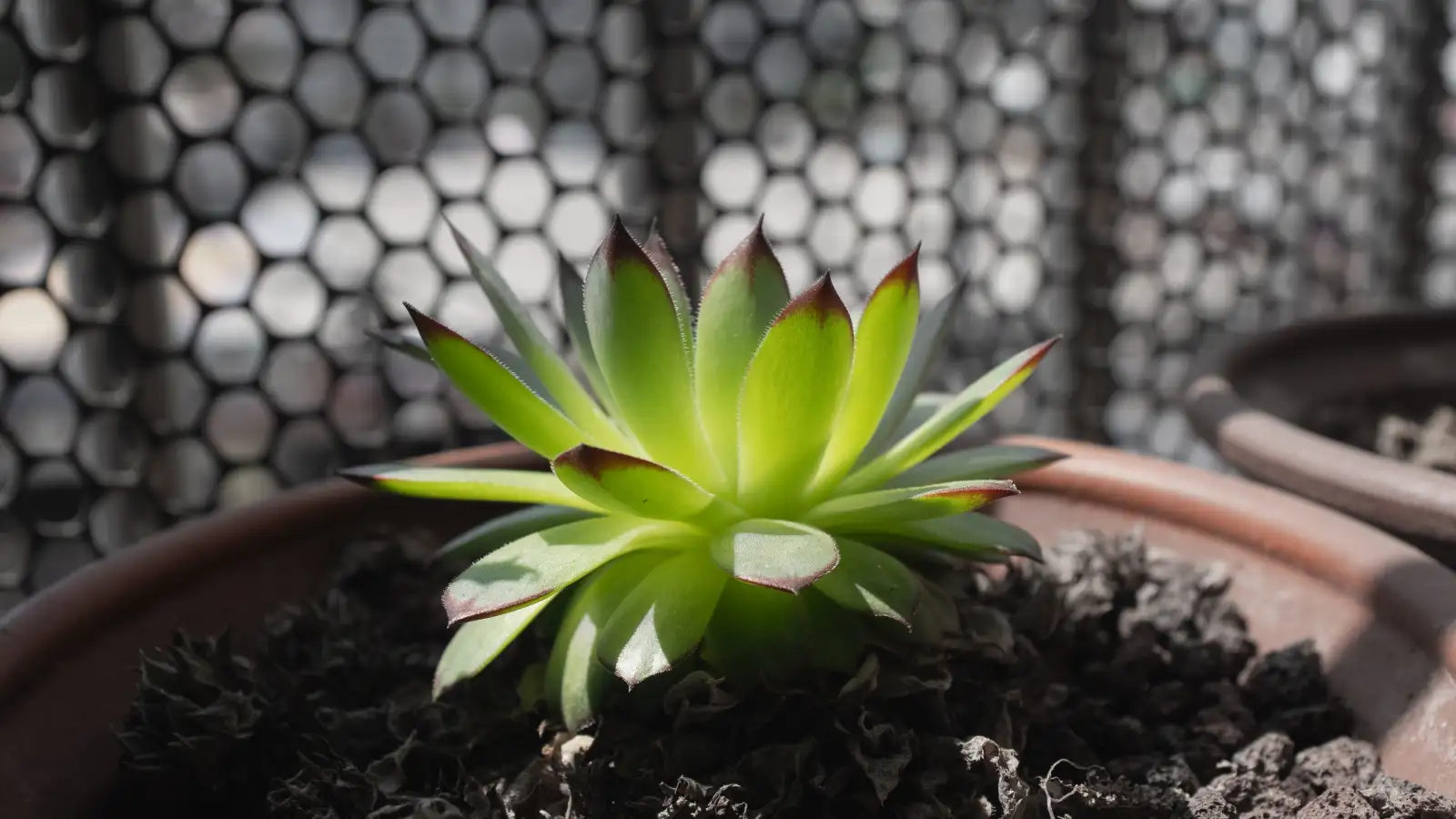 Hidden Root Damage Fungus Gnat Larvae Cause in Succulents