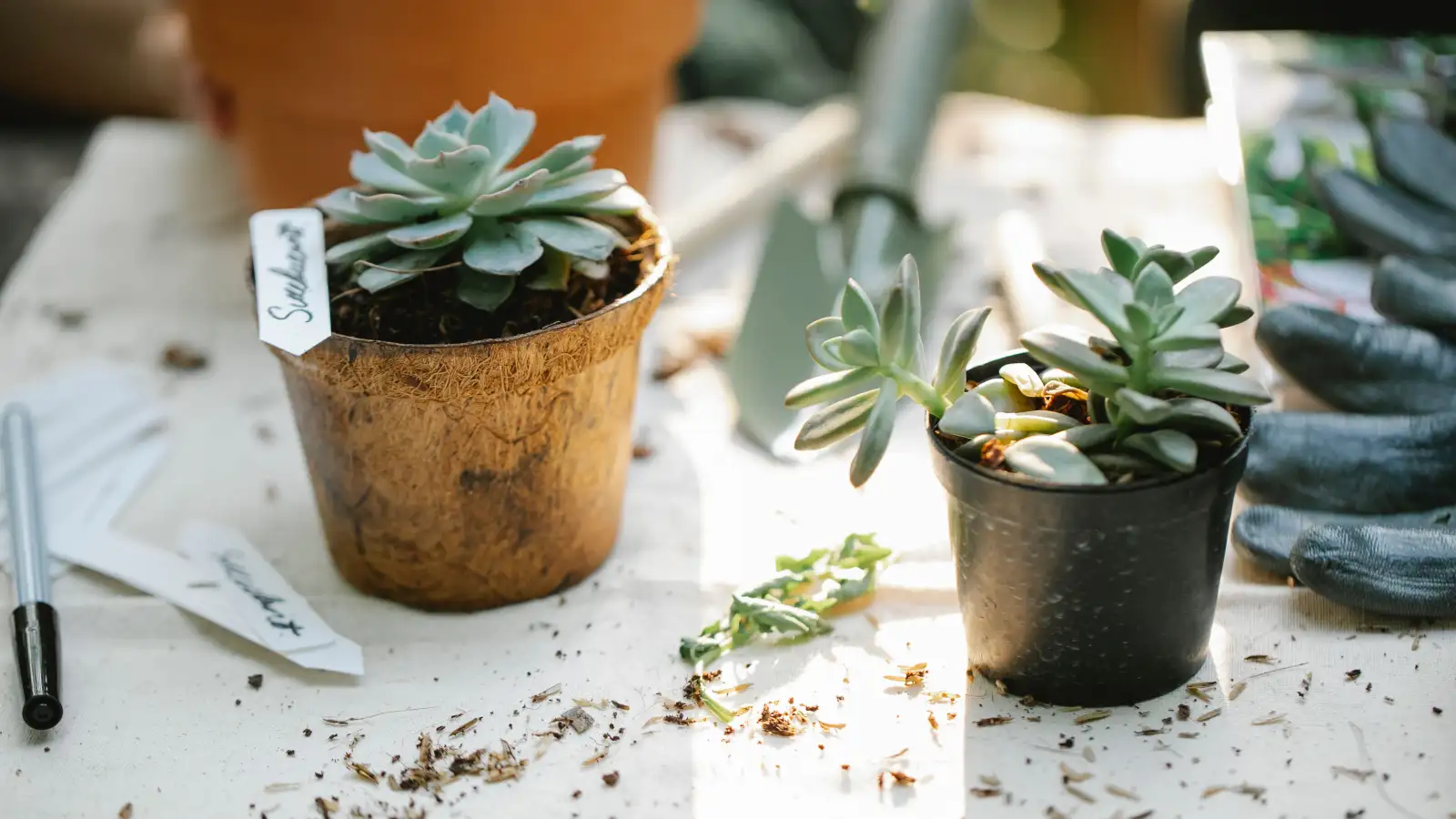 Label Rules for Powdery Mildew Fungicide on Succulents