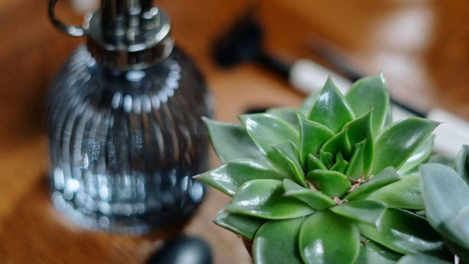 How Long Should You Wait to Water an Overwatered Succulent?