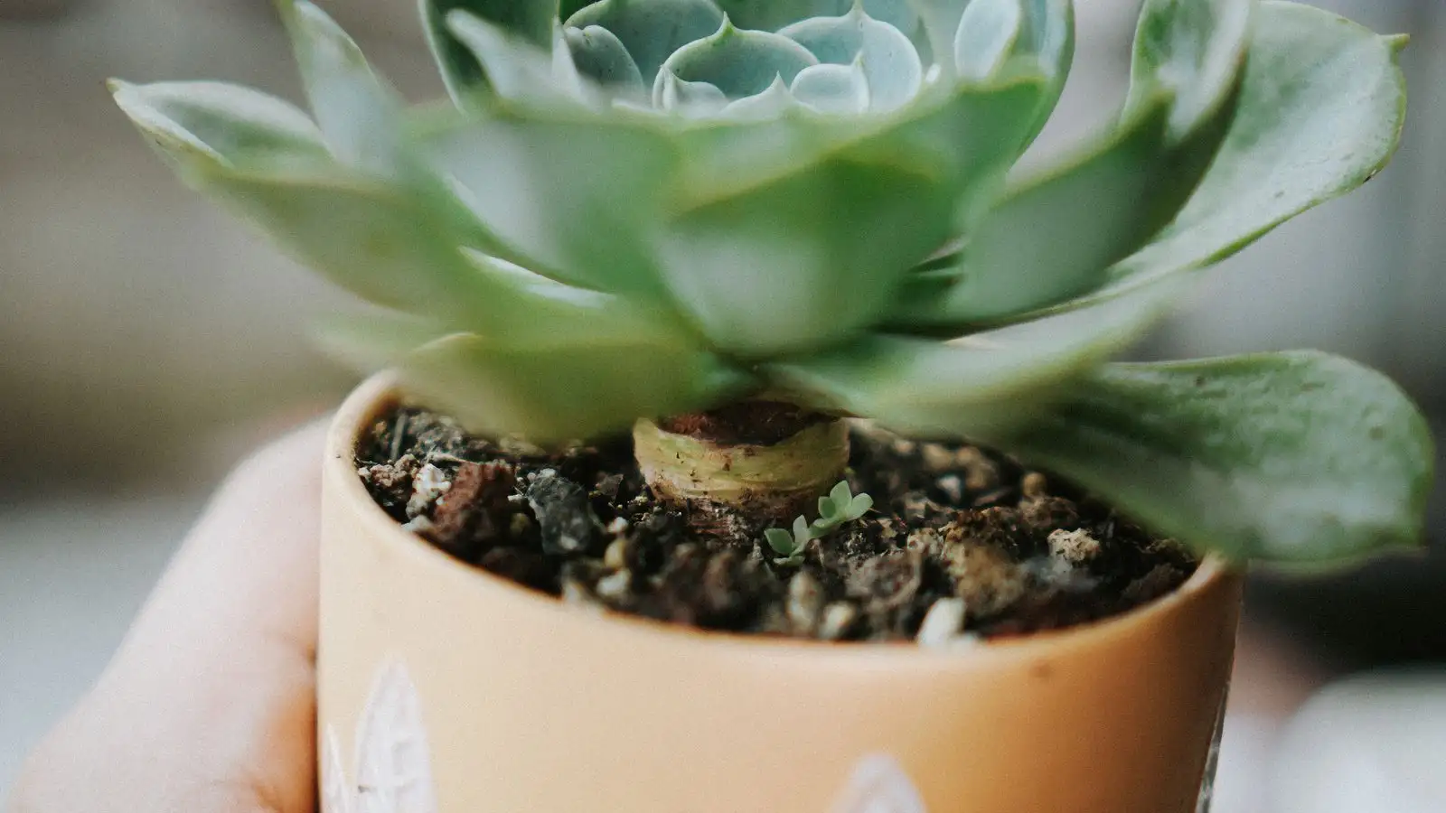 Overwatered Succulent? Repot Now Before Rot Starts