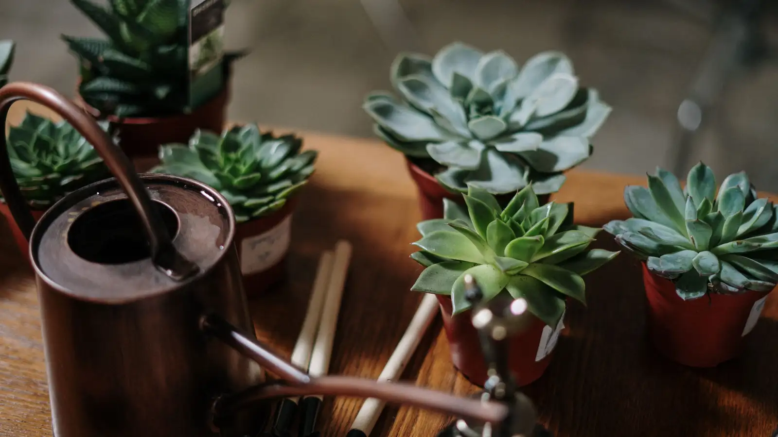 Your Overwatered Succulent Can Still Be Saved by Cutting