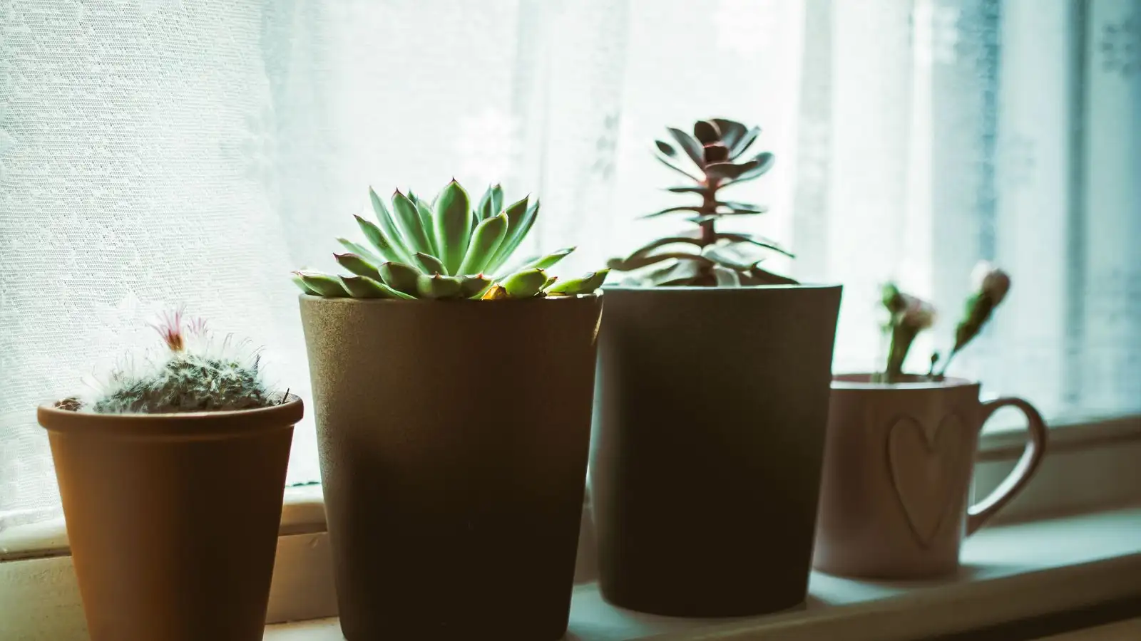 Overwatered Succulent? How to Tell If It Can Still Be Saved