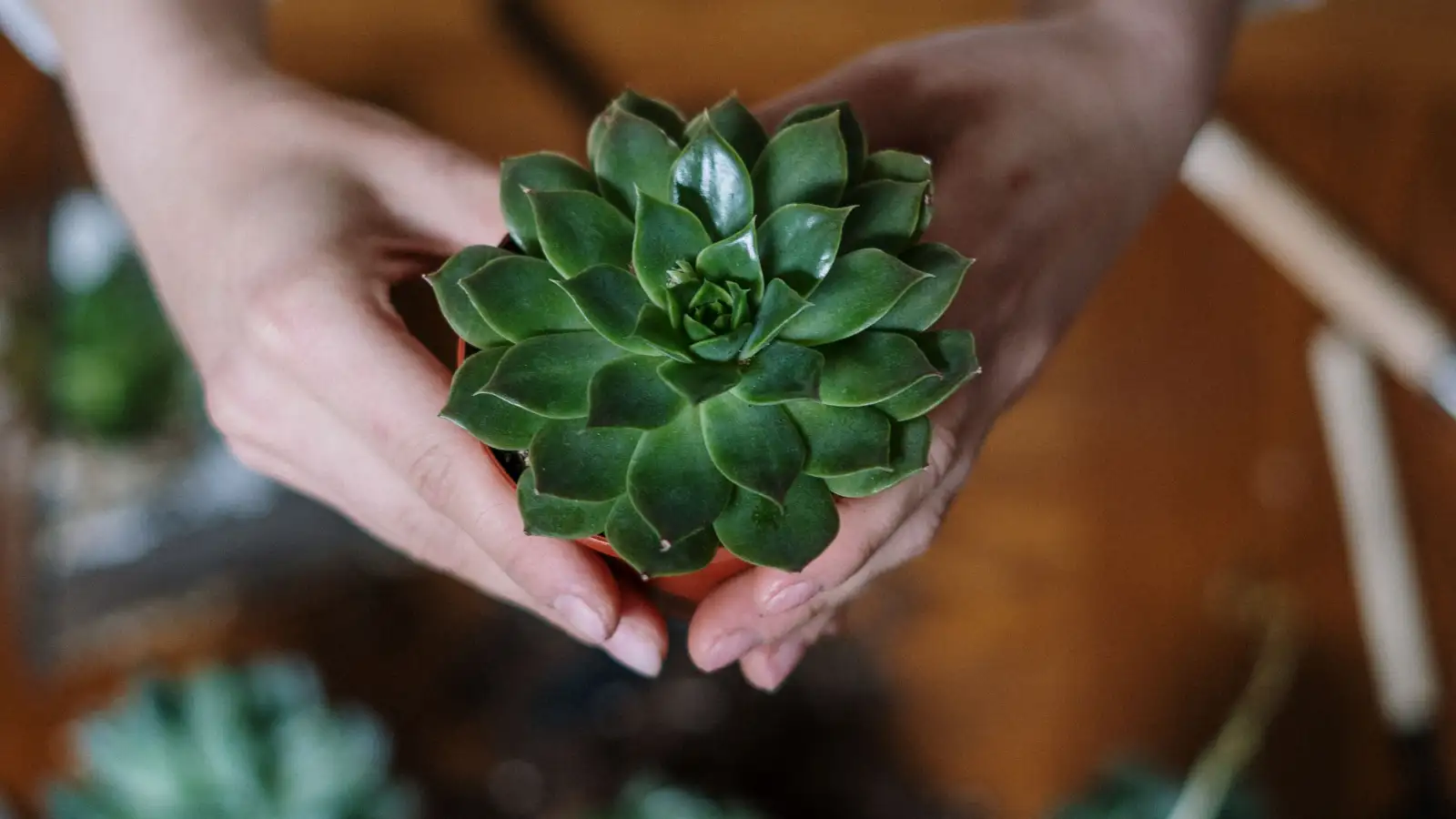 The Pest That Yellows Succulent Leaves From Below the Soil