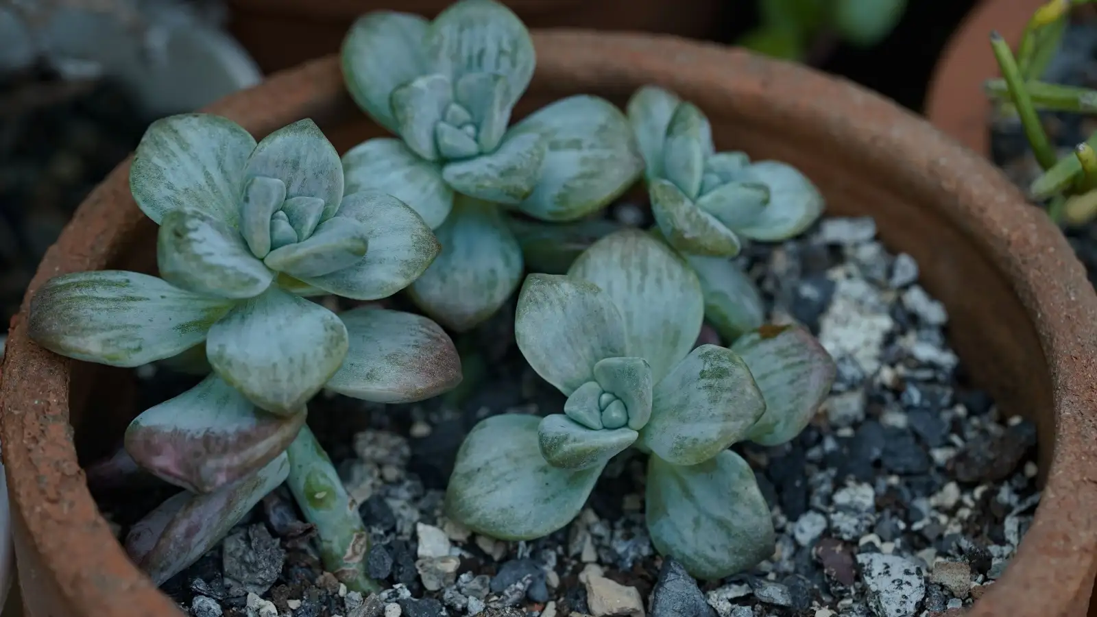 The reason your succulent's powdery mildew keeps coming back