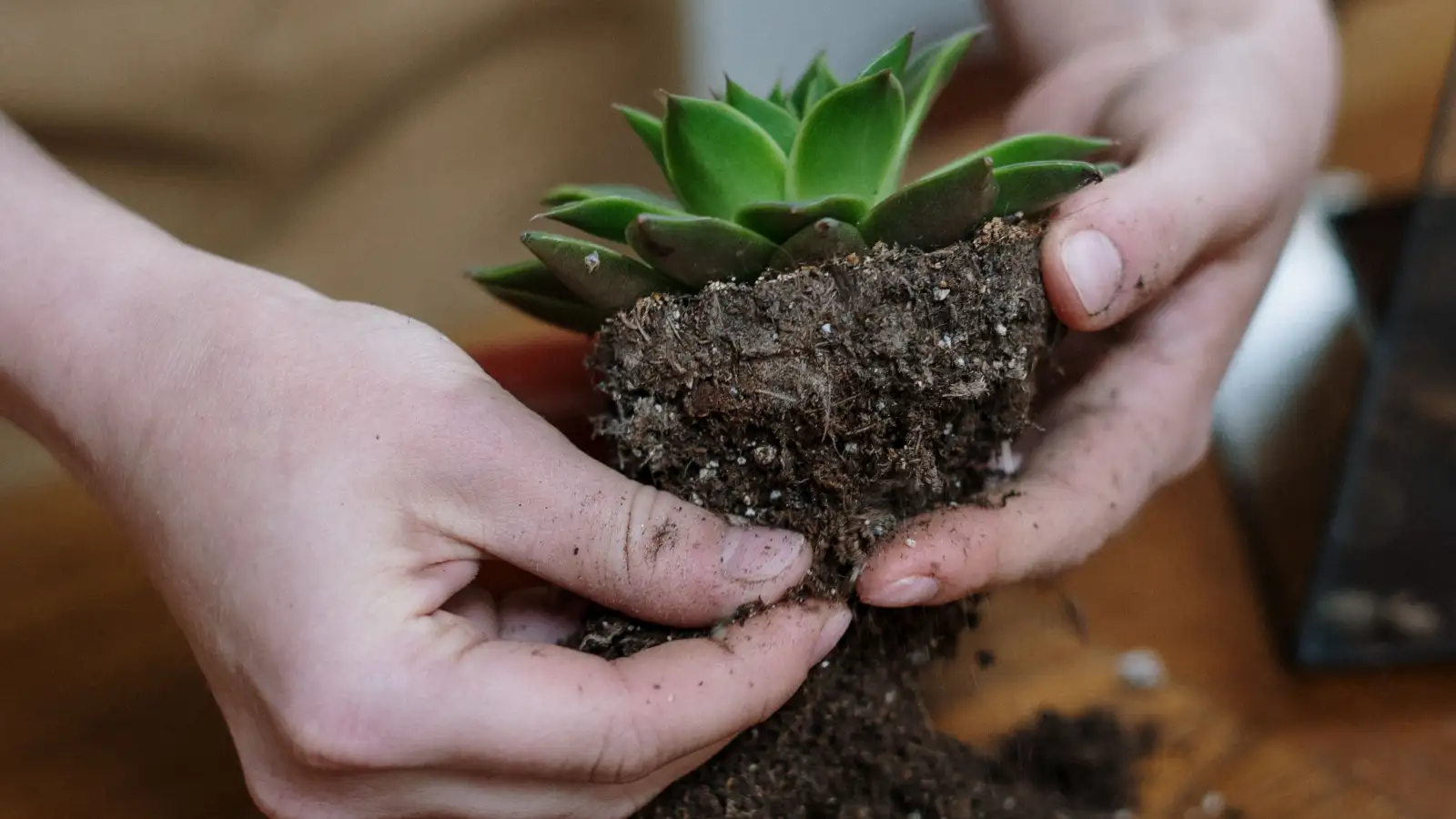 Repotting Isn't Always the Rescue a Stressed Succulent Needs
