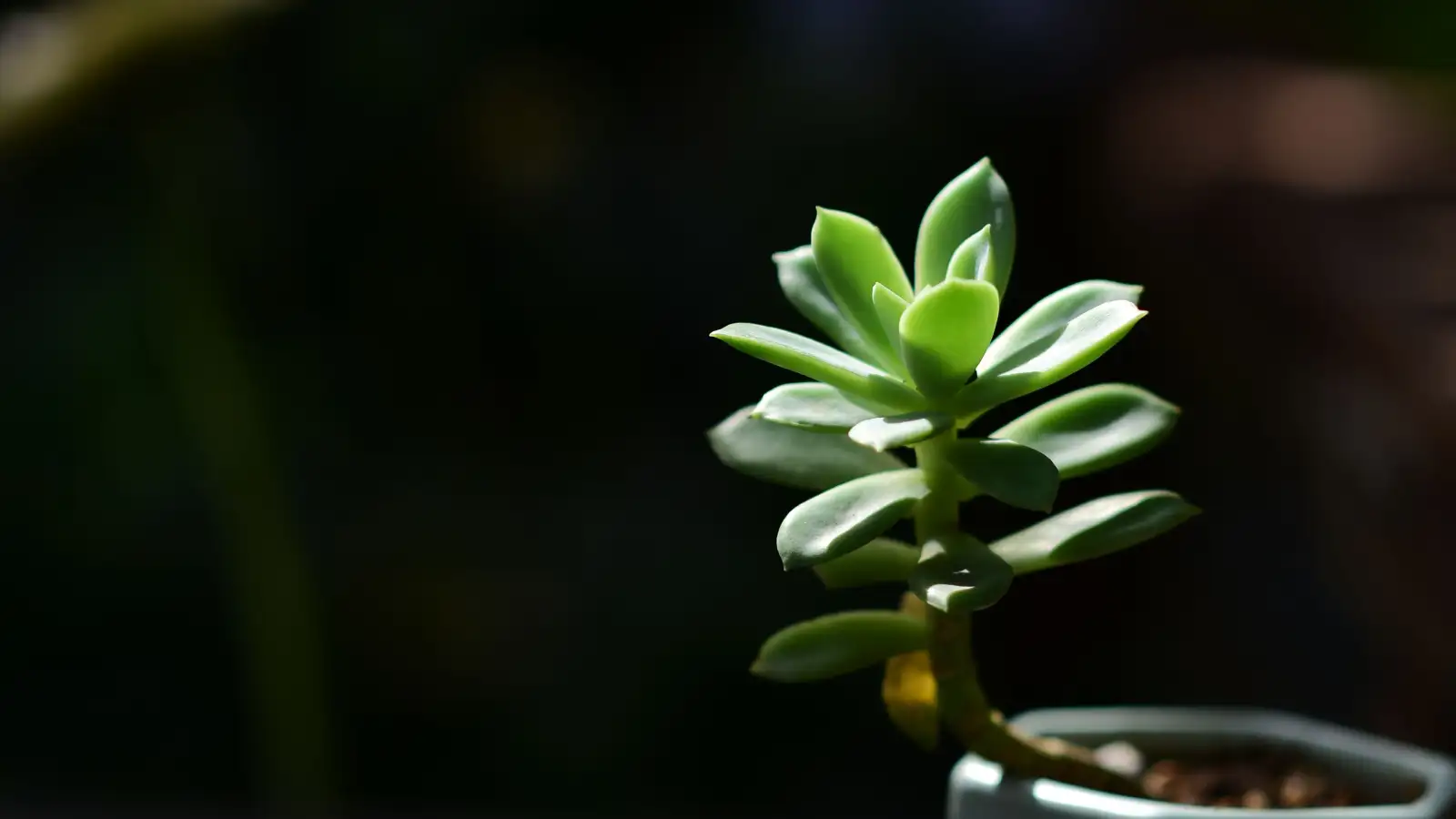 Root Rot Emergency Repot Before You Lose the Plant