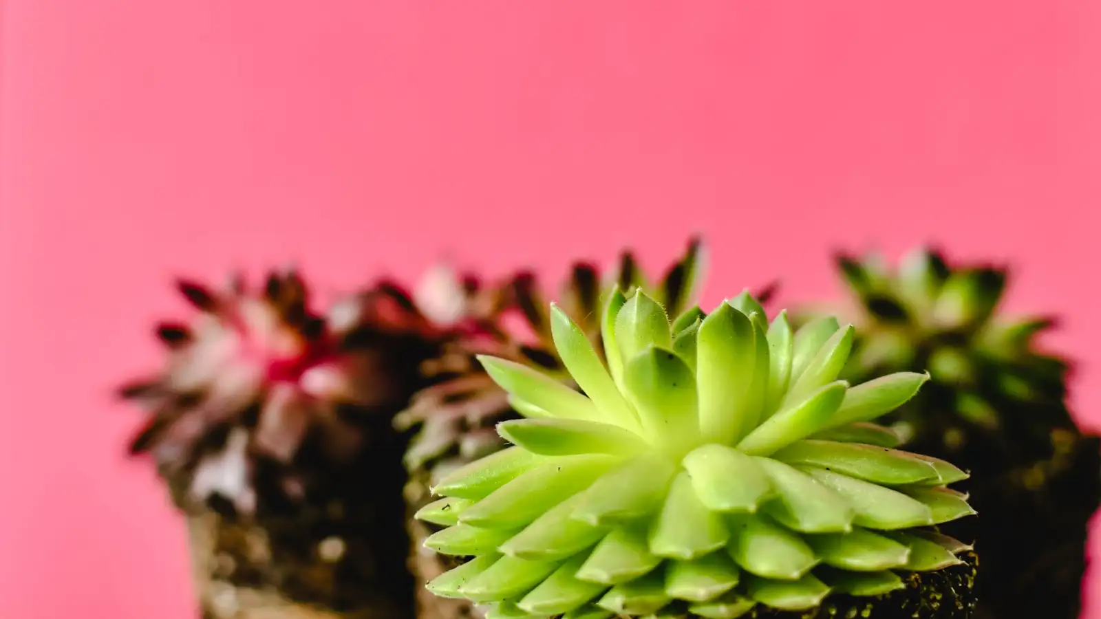 When Roots Have Rotted, Cut and Reroot the Healthy Top