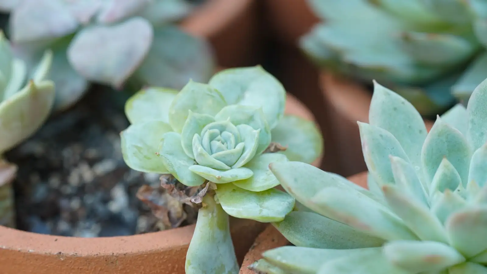 Safe Fungus Gnat Treatments That Won't Harm Your Succulents
