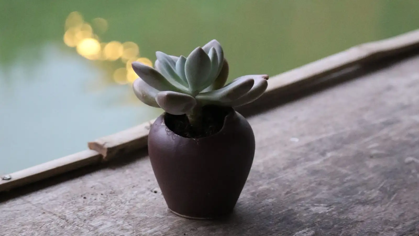 That Soft Yellow Leaf After Watering Isn't Rot — It's Edema