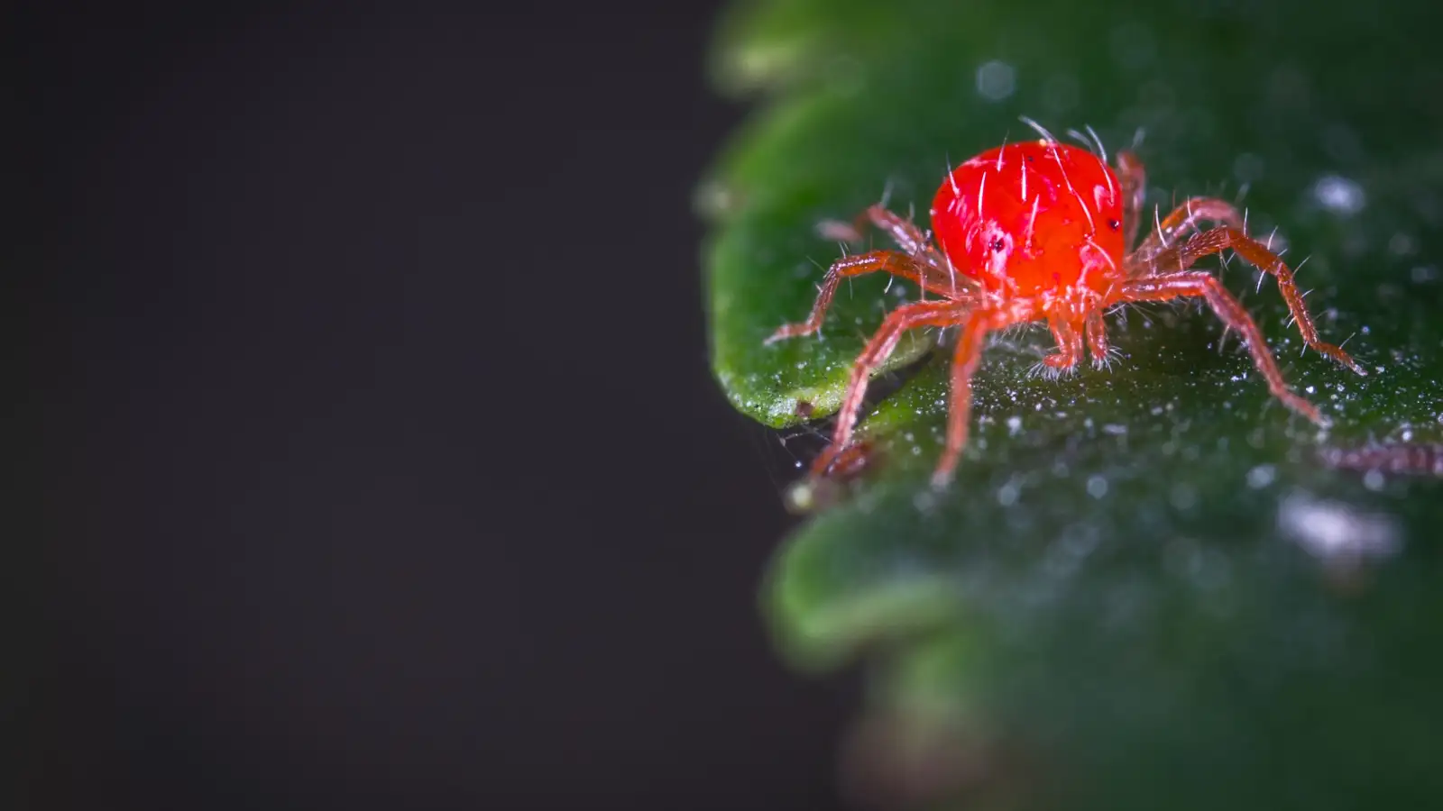 Spider Mite Eggs Survive the First Spray, Plan the Second
