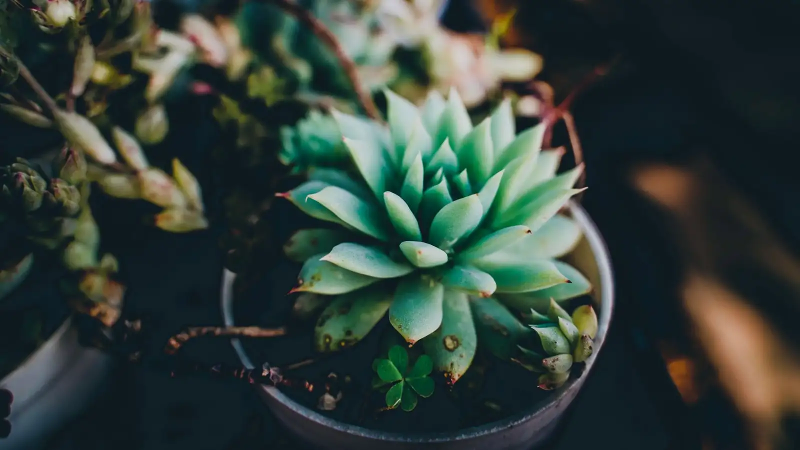 Is a Squishy Stem Base on My Succulent Actually Rot?