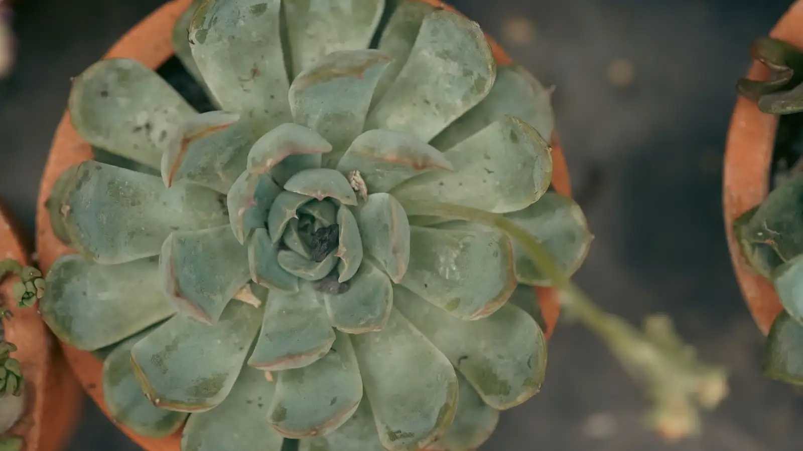Sticky Black Spots on Succulents Are Not the Real Problem