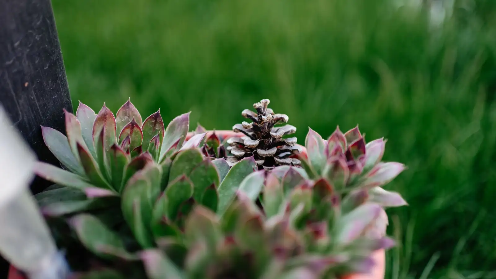 Stop powdery mildew spreading to other succulents now