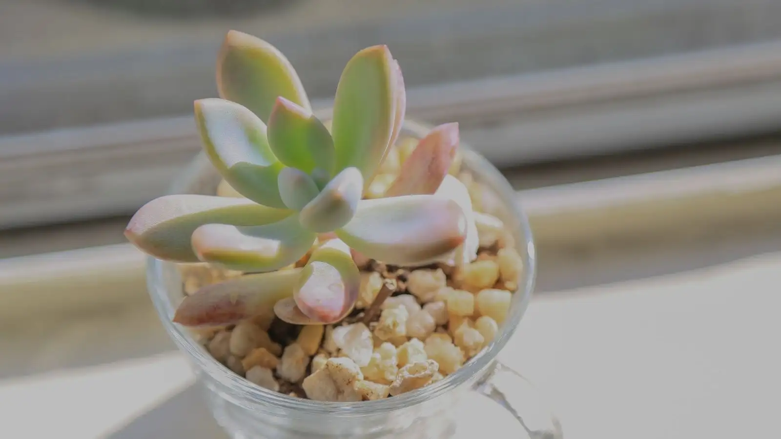 Stop Succulent Black Spots From Returning This Time
