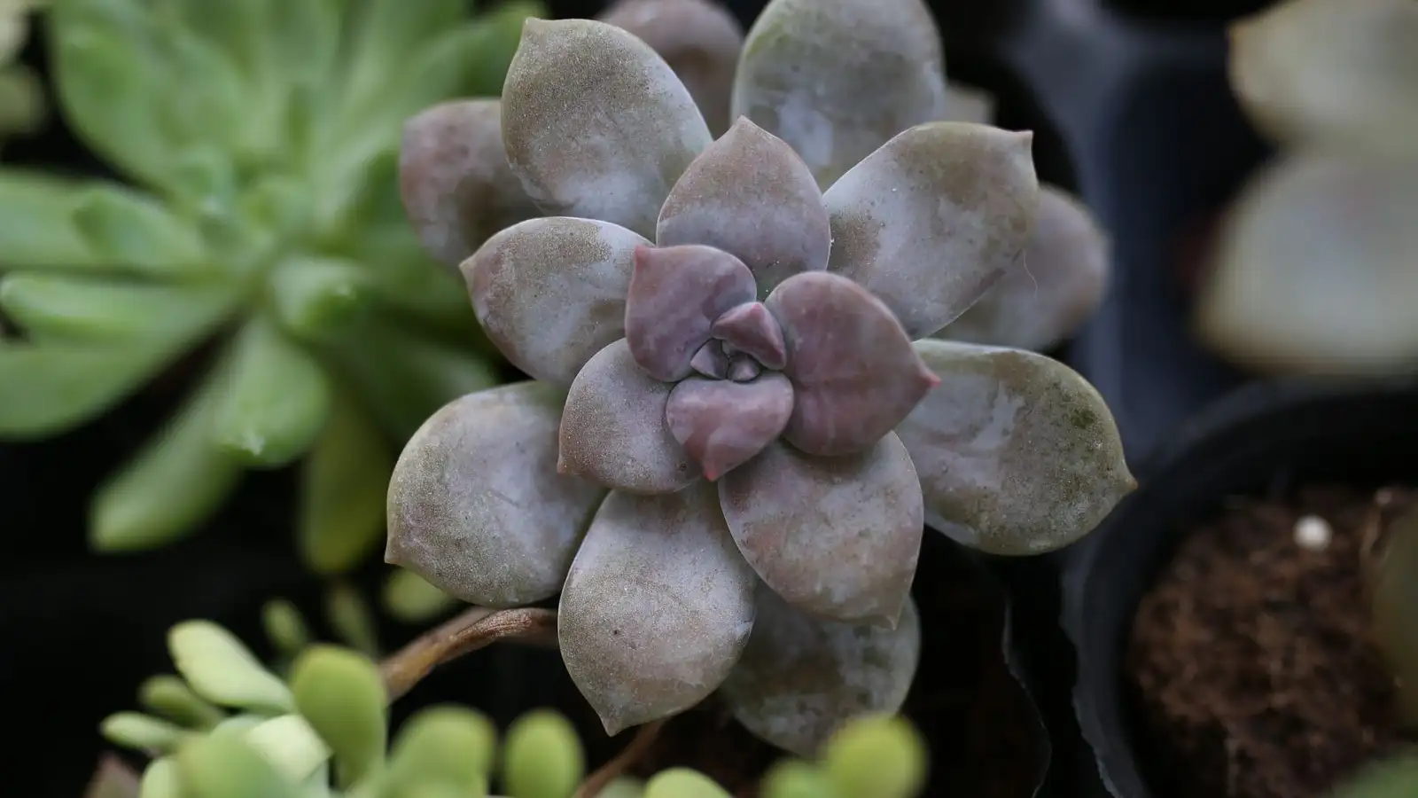 Succulent Black Spots: What Cause Fits Your Plant?