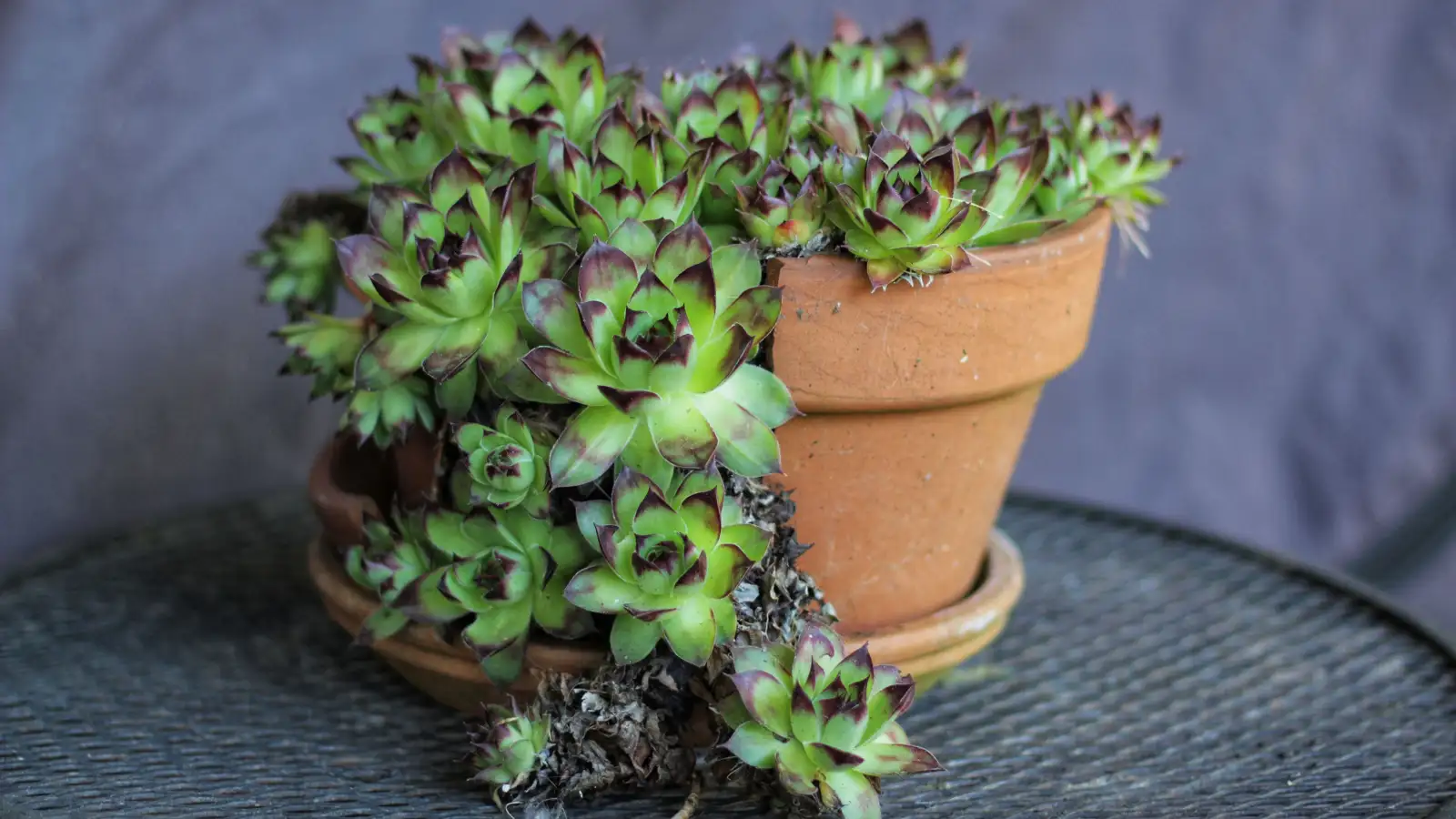 Why Are Your Succulent's Leaves Sticky and Turning Black?