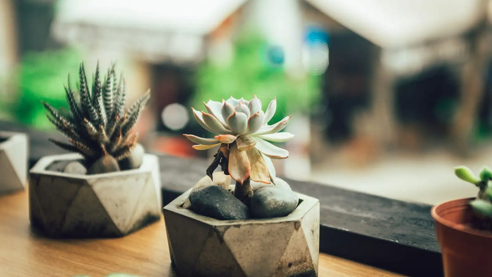 How Succulent Owners Can Keep Fungus Gnats Away for Good