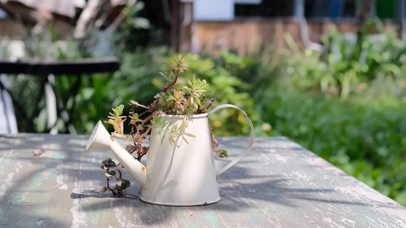 Your succulent can survive powdery mildew if you act fast