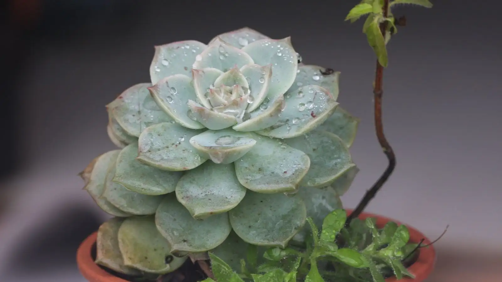 Your Succulent Turns Yellow and Soft, So Act in This Order