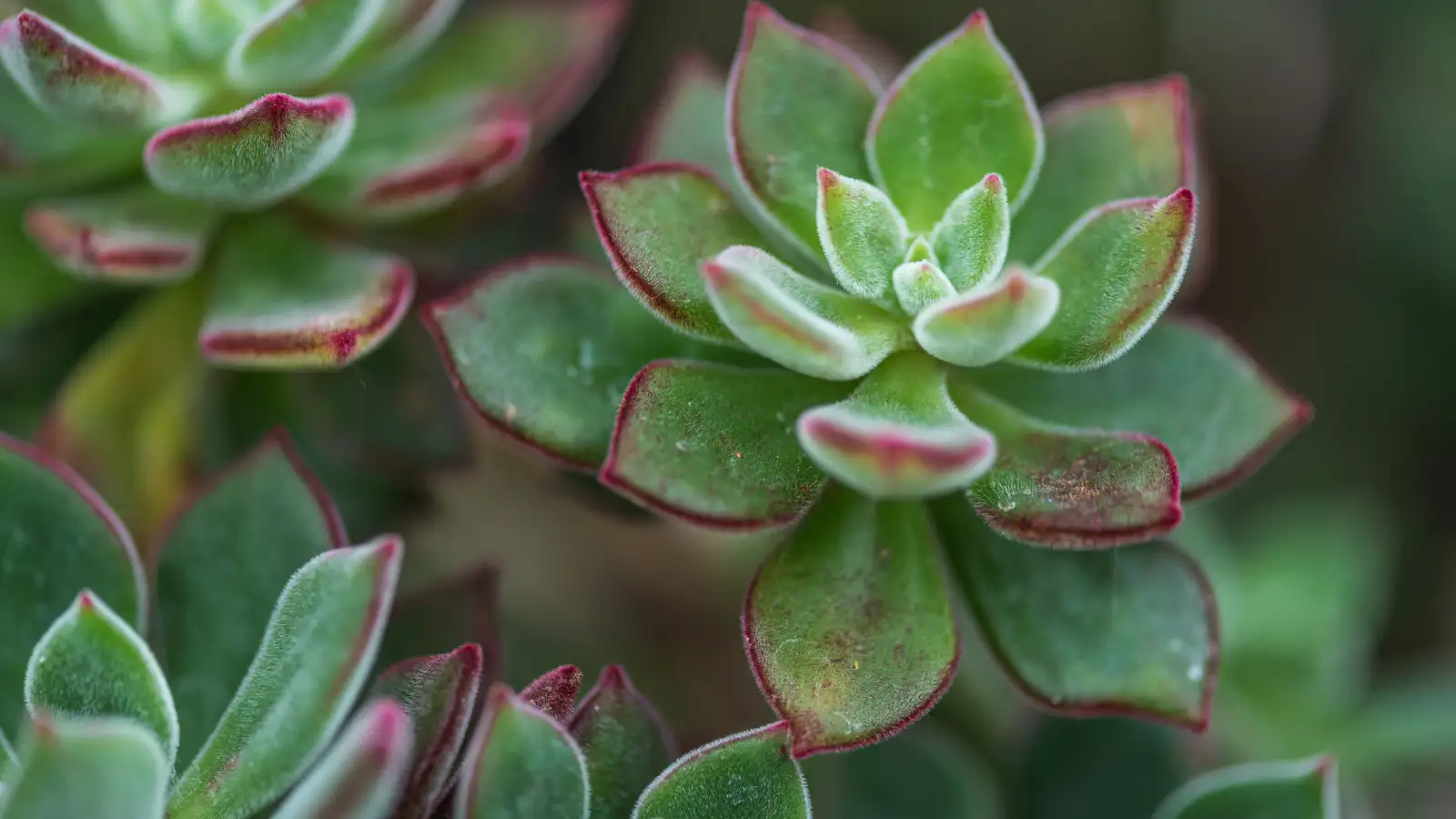 Your Succulent's White Fuzz May Not Be Powdery Mildew