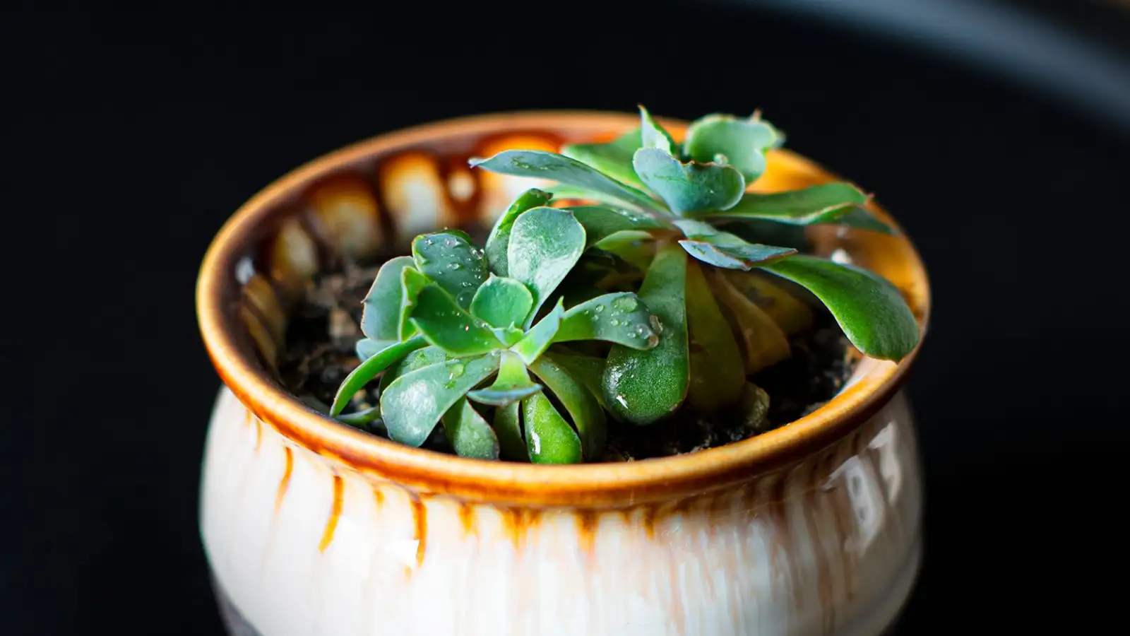 Sunburned Succulent? Repotting Now Can Set It Back