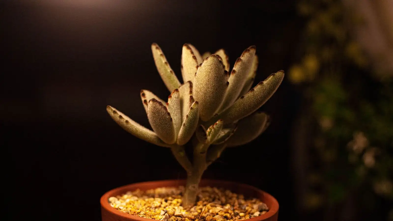 Treat Succulent Black Spots Without Burning the Leaves