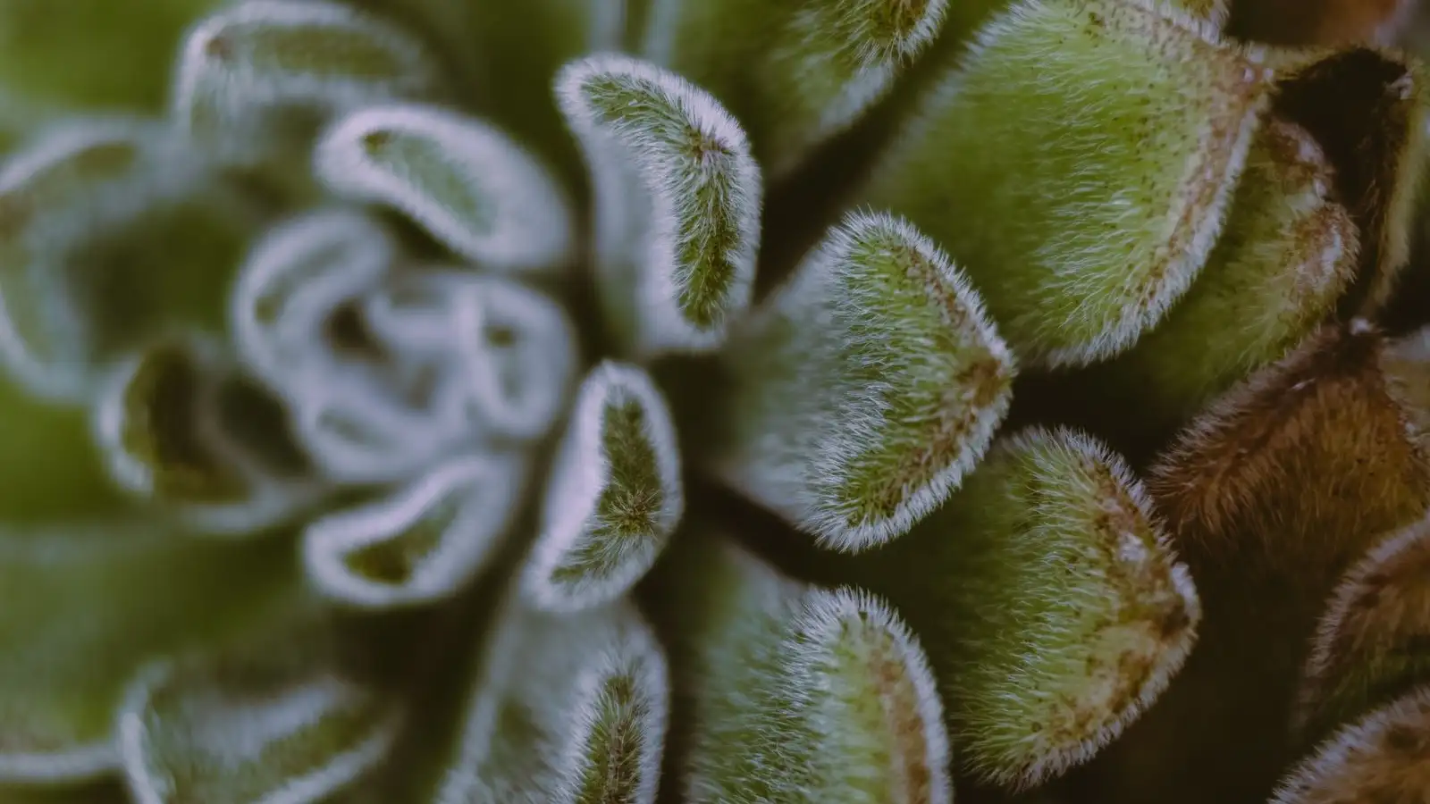 White Fuzz on Succulent? It May Be Mealybugs, Not Mold