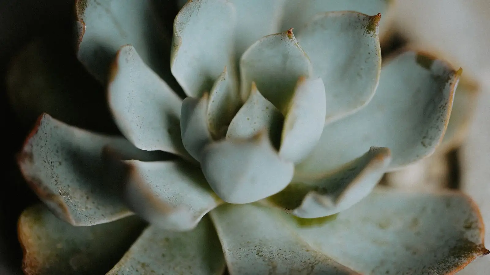 Is that white fuzz on your succulent powdery mildew or not?