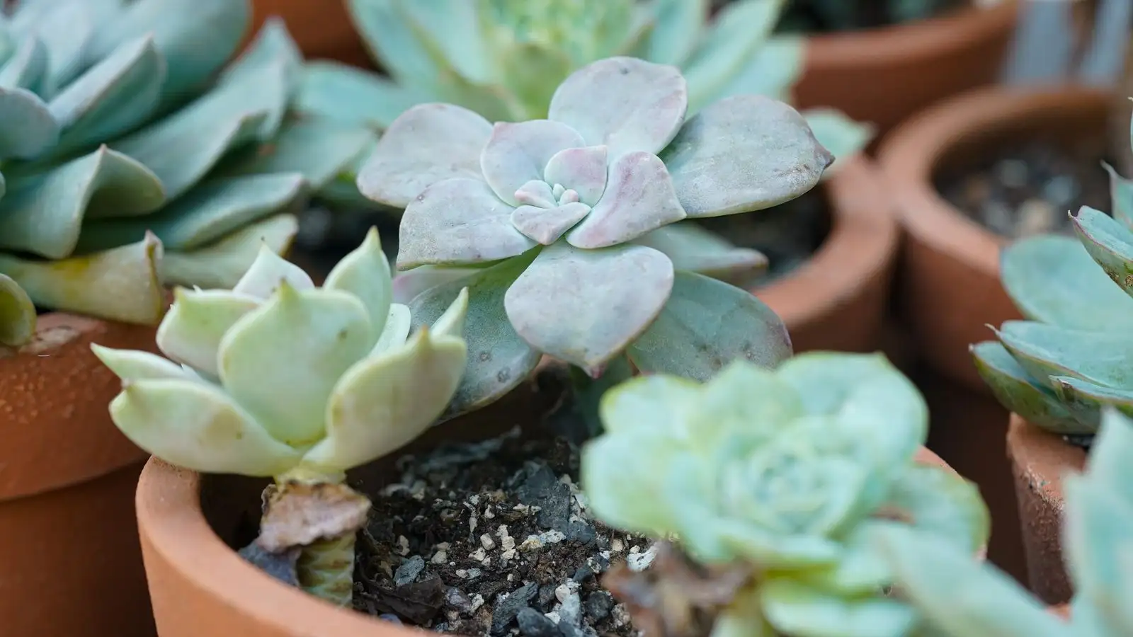 White Specks on Your Succulent Aren't Always Aphids