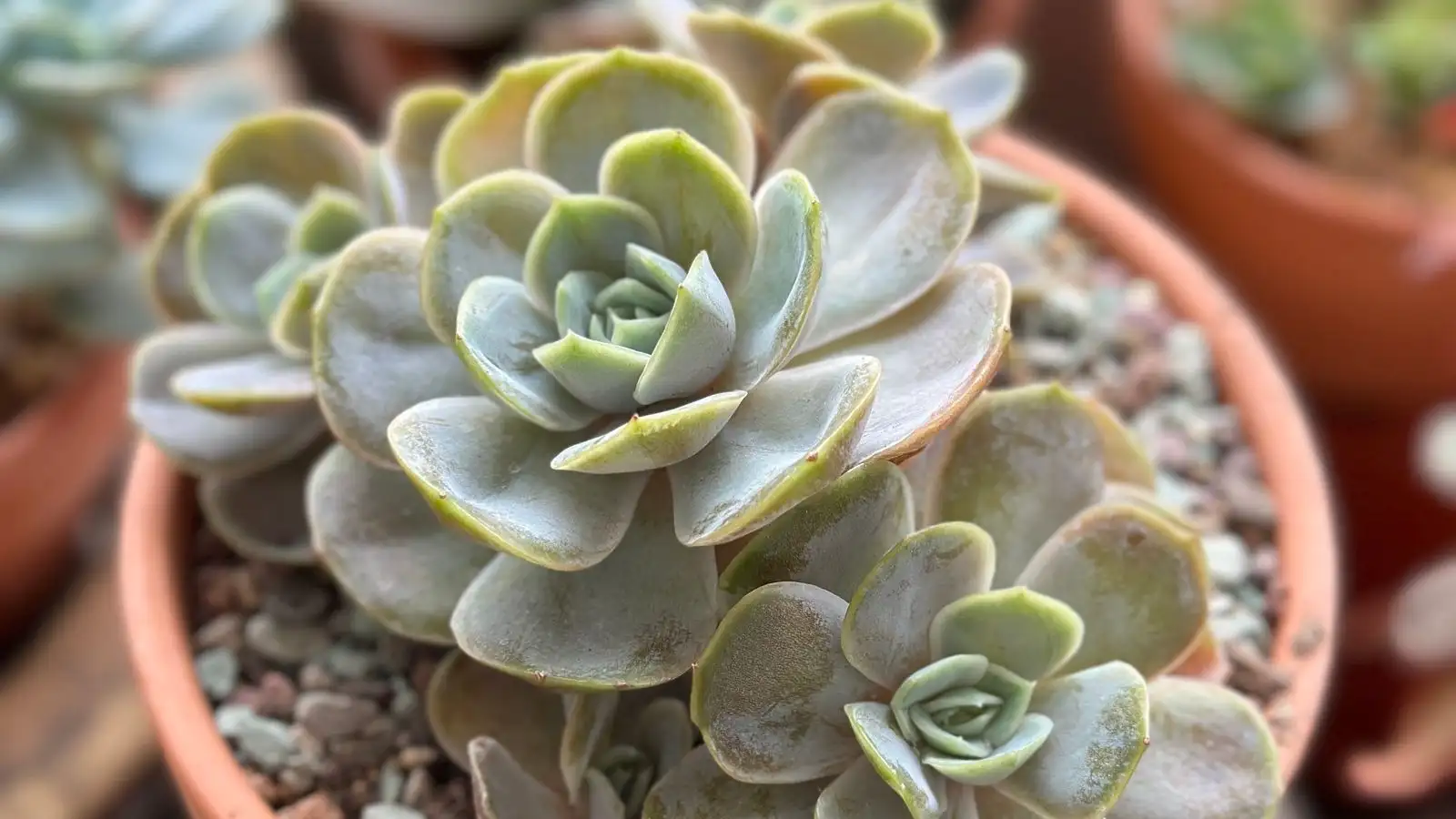 Winged Aphids and Ants Keep Your Infestation Alive