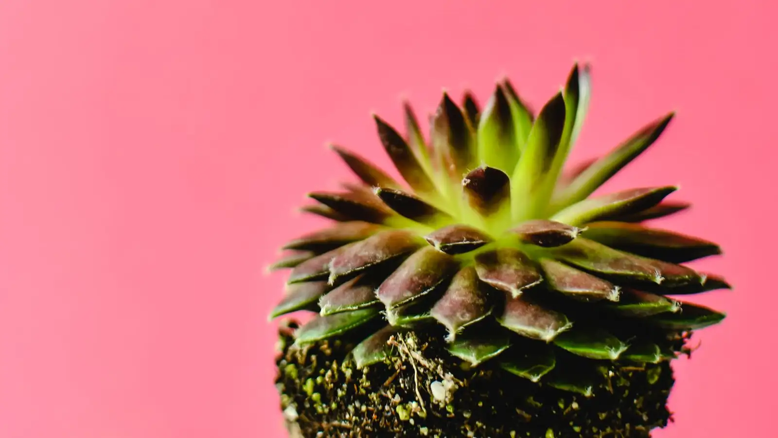 Yellow Leaves? Check the Roots Before You Cut the Stem